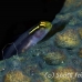 goby_sharknose_bcf_nwp_h_0029_tci0039.jpg